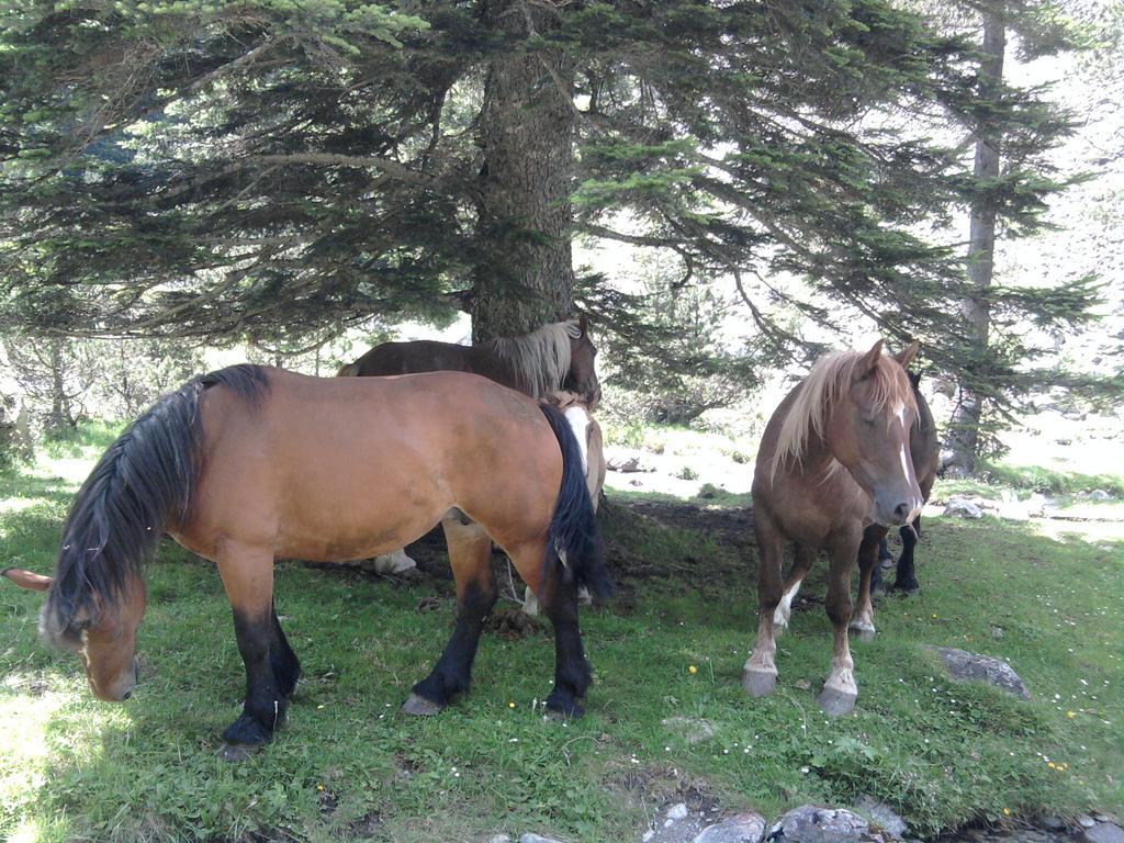 Vacances Perennes Cauterets Buitenkant foto